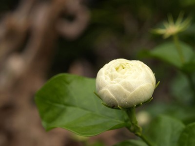 Close up image of a jasmine flower bud, illustrating that Qi Gong is a part of traditional Chinese medicine that can help you release your body's self-regulation.